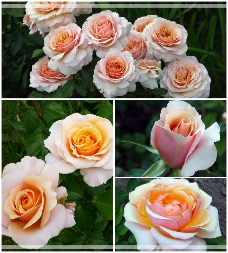 Sweet Revelation róże wielkokwiatowe